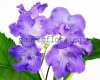 Streptocarpus CLIO